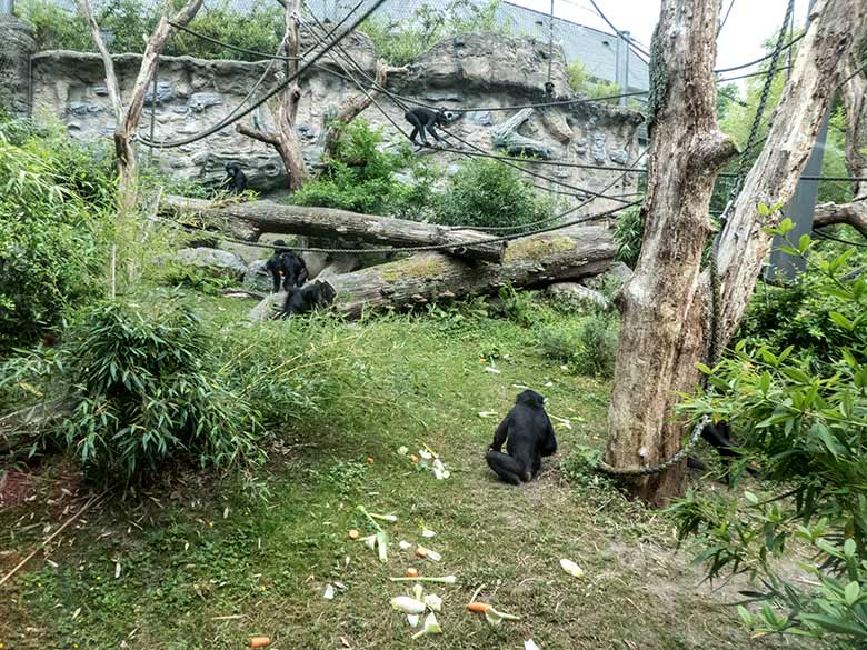 Bonobo-Gruppe am 14. Juni 2020 auf der Außenanlage am Menschenaffen-Haus im Grünen Zoo Wuppertal