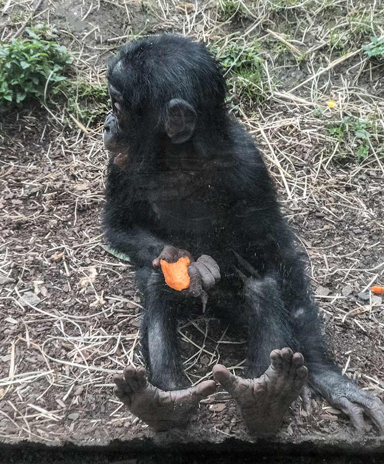 Bonobo-Jungtier BAKARI am 14. Juni 2020 auf der Außenanlage am Menschenaffen-Haus im Zoologischen Garten Wuppertal