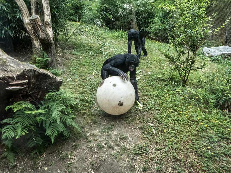 Bonobos mit einem weißen Ball am 14. Juni 2020 auf der Außenanlage am Menschenaffen-Haus im Grünen Zoo Wuppertal