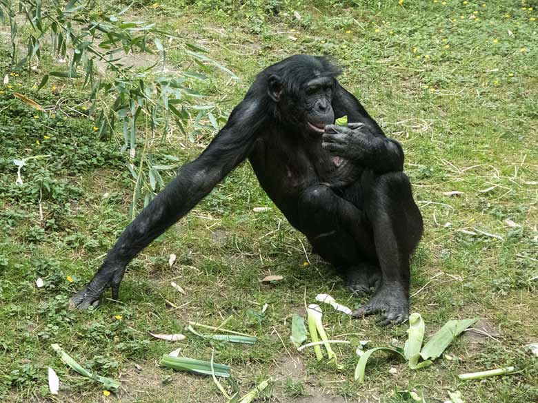 Fressender Bonobo am 14. Juni 2020 auf der Außenanlage am Menschenaffen-Haus im Zoologischen Garten der Stadt Wuppertal