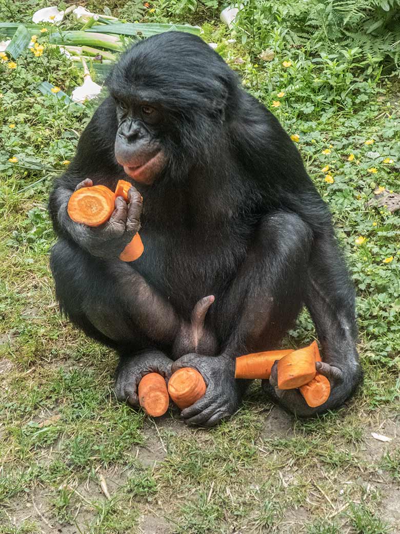 Bonobo-Jungtier AYUBU mit Möhren am 14. Juni 2020 auf der Außenanlage am Menschenaffen-Haus im Wuppertaler Zoo