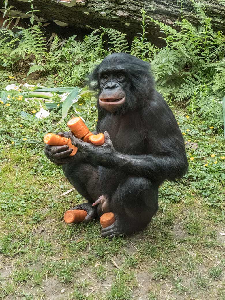 Bonobo-Jungtier AYUBU mit Möhren am 14. Juni 2020 auf der Außenanlage am Menschenaffen-Haus im Grünen Zoo Wuppertal