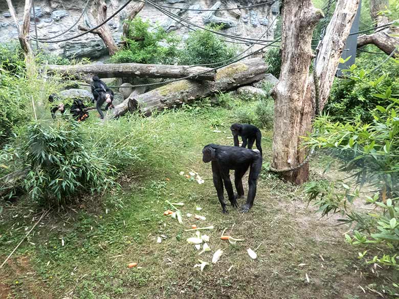 Bonobo-Gruppe am 14. Juni 2020 auf der Außenanlage am Menschenaffen-Haus im Zoologischen Garten Wuppertal