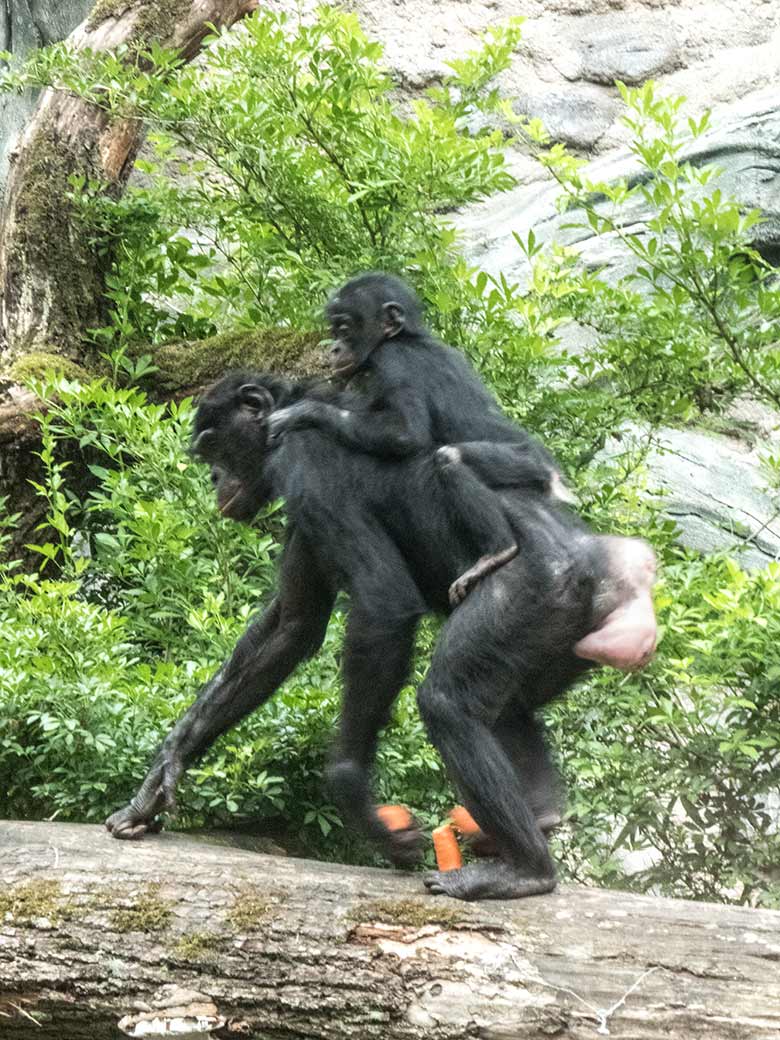 Bonobo-Weibchen EJA mit Jungtier BAKARI am 14. Juni 2020 auf der Außenanlage am Menschenaffen-Haus im Grünen Zoo Wuppertal