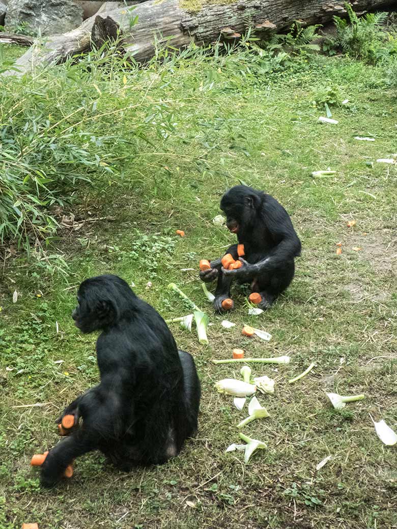 Bonobos am 14. Juni 2020 auf der Außenanlage am Menschenaffen-Haus im Wuppertaler Zoo