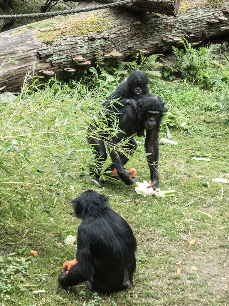 Bonobo-Jungtier AYUBU (vorn) und Bonobo-Weibchen EJA mit Jungtier BAKARI am 14. Juni 2020 auf der Außenanlage am Menschenaffen-Haus im Zoologischen Garten der Stadt Wuppertal
