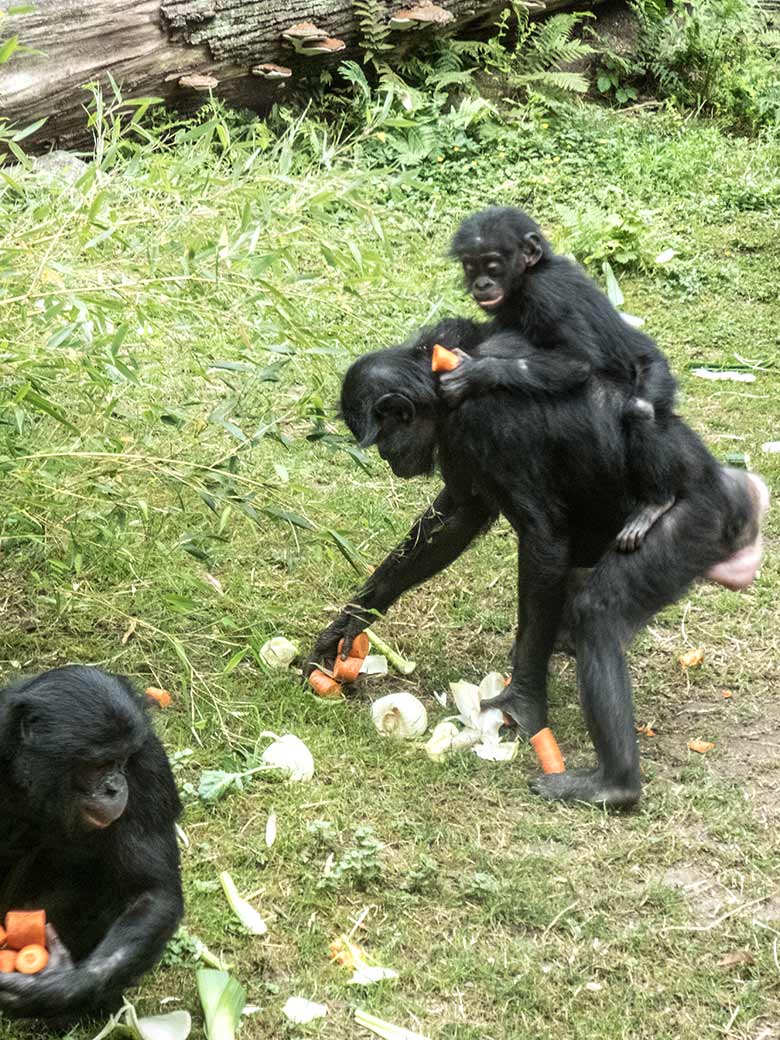 Bonobo-Jungtier AYUBU (vorn) und Bonobo-Weibchen EJA mit Jungtier BAKARI am 14. Juni 2020 auf der Außenanlage am Menschenaffen-Haus im Grünen Zoo Wuppertal