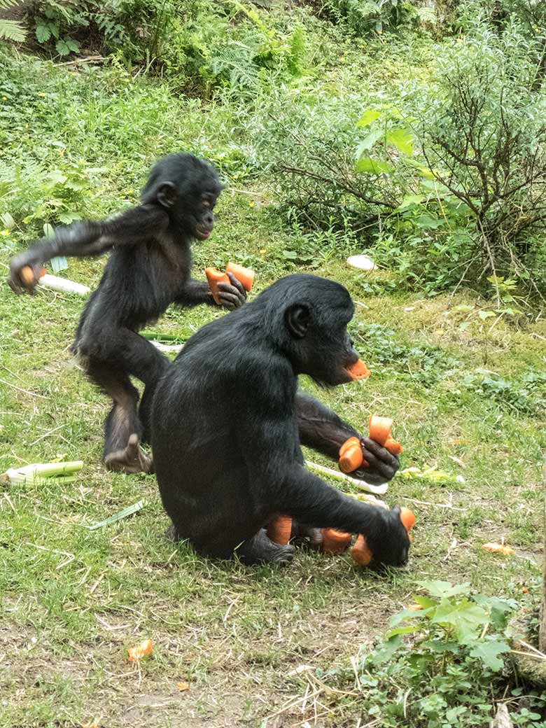 Bonobo-Jungtier BAKARI (hinten) und Bonobo-Jungtier AYUBU am 14. Juni 2020 auf der Außenanlage am Menschenaffen-Haus im Zoo Wuppertal
