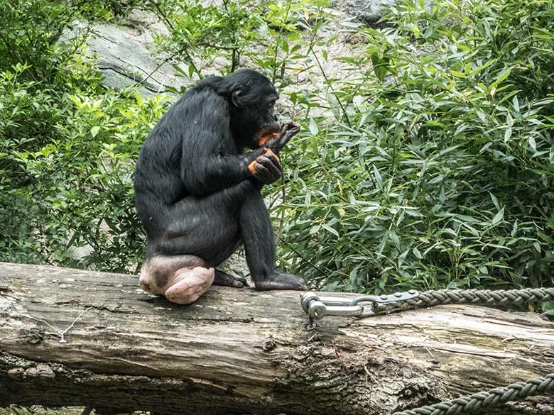 Bonobo-Weibchen am 14. Juni 2020 auf der Außenanlage am Menschenaffen-Haus im Wuppertaler Zoo