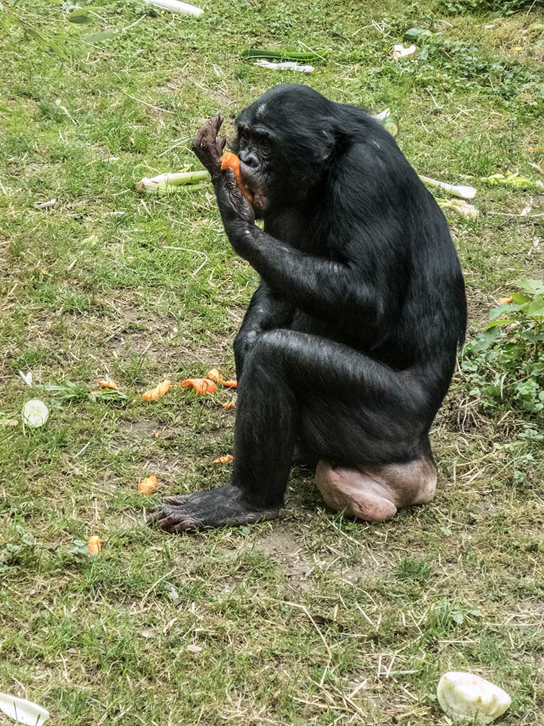 Bonobo-Weibchen am 14. Juni 2020 auf der Außenanlage am Menschenaffen-Haus im Zoologischen Garten Wuppertal