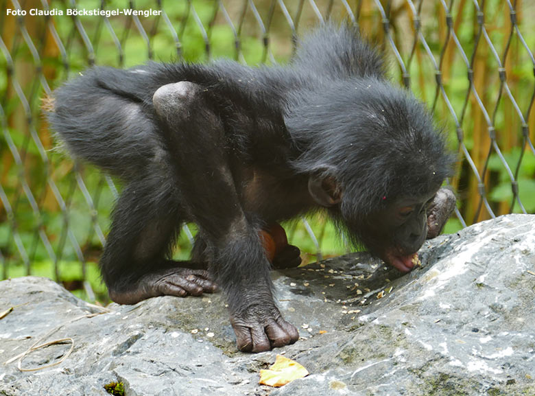Bonobo-Jungtier BAKARI am 15. Juni 2020 auf der Außenanlage am Menschenaffen-Haus im Grünen Zoo Wuppertal (Foto Claudia Böckstiegel-Wengler)