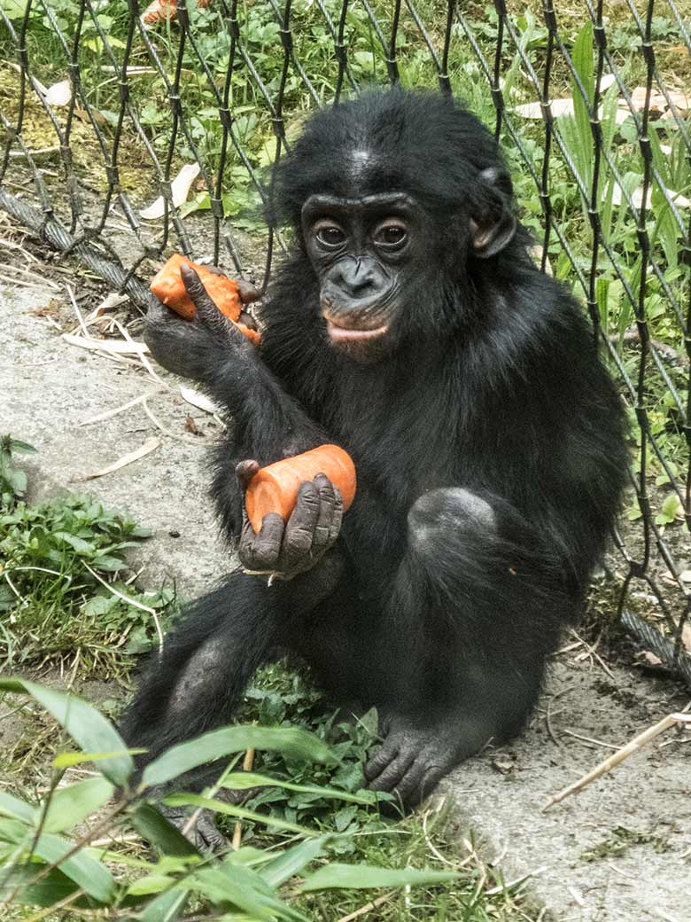 Bonobo-Jungtier BAKARI am 14. Juni 2020 am Zaun der Bonobo-Außenanlage im Zoologischen Garten Wuppertal