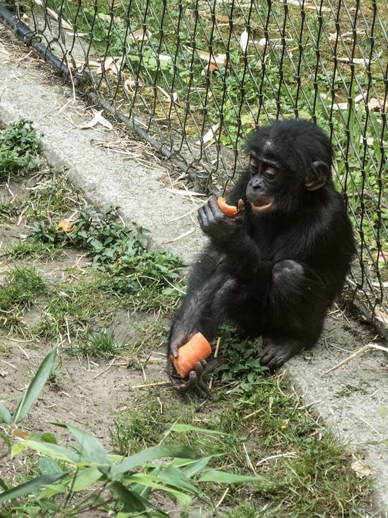 Bonobo-Jungtier BAKARI am 14. Juni 2020 am Zaun der Bonobo-Außenanlage im Zoo Wuppertal