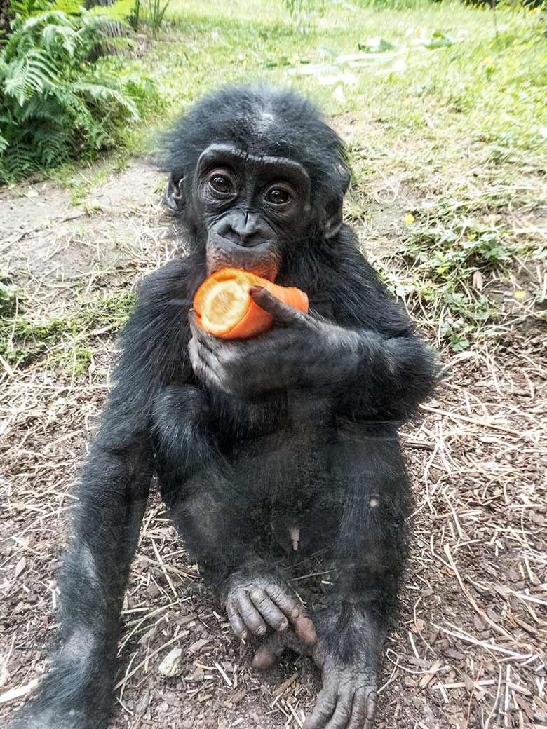 Bonobo-Jungtier BAKARI am 14. Juni 2020 an der Scheibe der Besucher-Hütte an der Bonobo-Außenanlage im Grünen Zoo Wuppertal