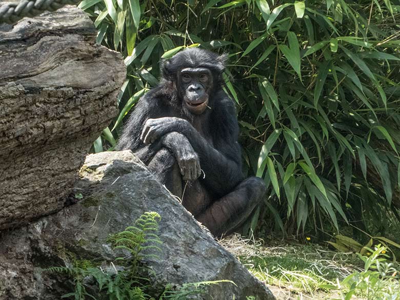Bonobo-Weibchen EJA am 11. Juli 2020 auf der Außenanlage am Menschenaffen-Haus im Grünen Zoo Wuppertal