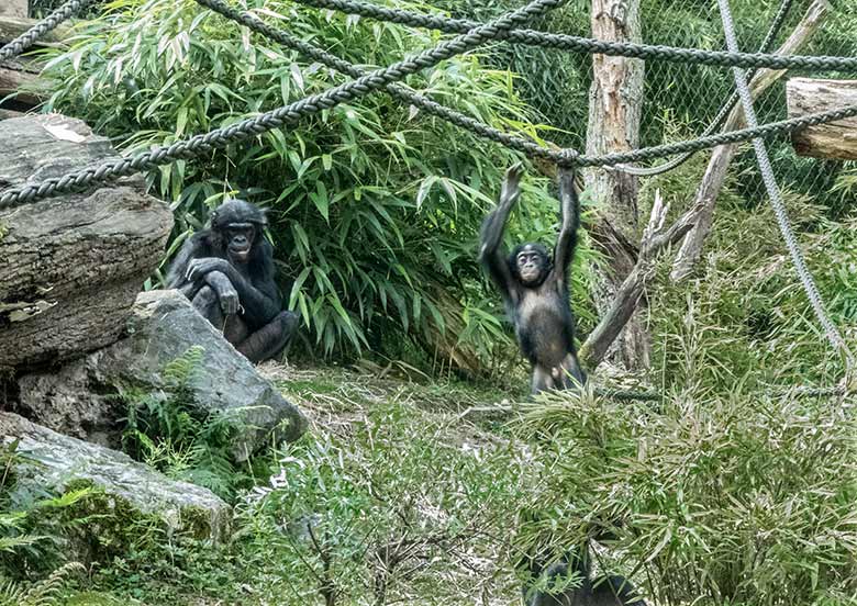 Bonobo-Weibchen EJA und Bonobo-Jungtier BAKARI am 11. Juli 2020 auf der Außenanlage am Menschenaffen-Haus im Wuppertaler Zoo