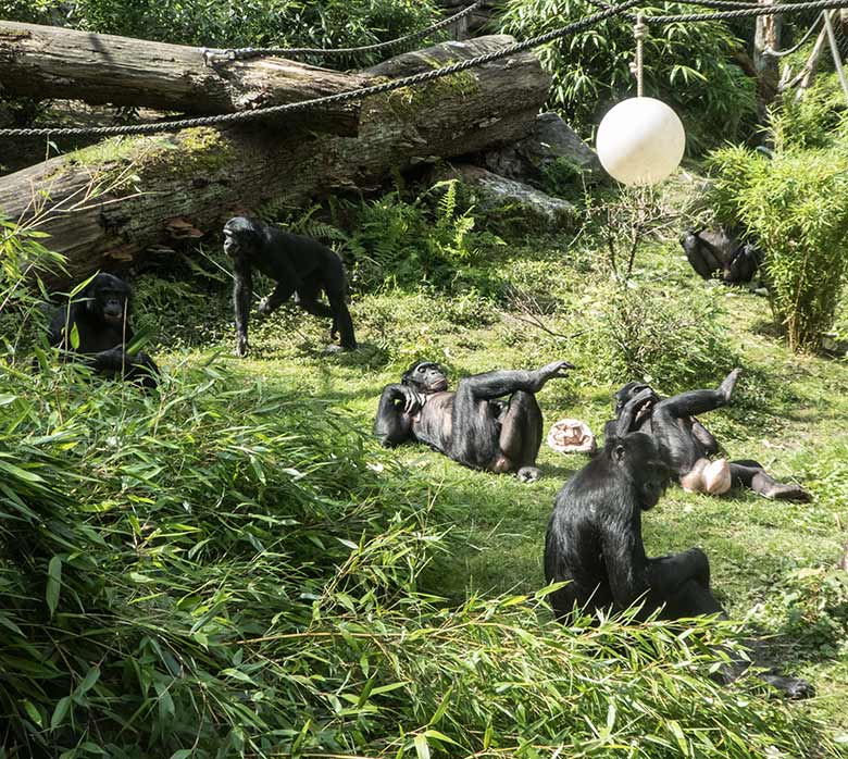 Sechs Bonobos am 19. Juli 2020 auf der Außenanlage am Menschenaffen-Haus im Grünen Zoo Wuppertal