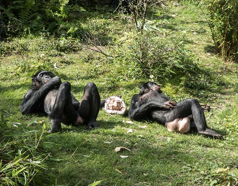 Zwei Bonobos am 19. Juli 2020 auf der Außenanlage am Menschenaffen-Haus im Zoologischen Garten der Stadt Wuppertal