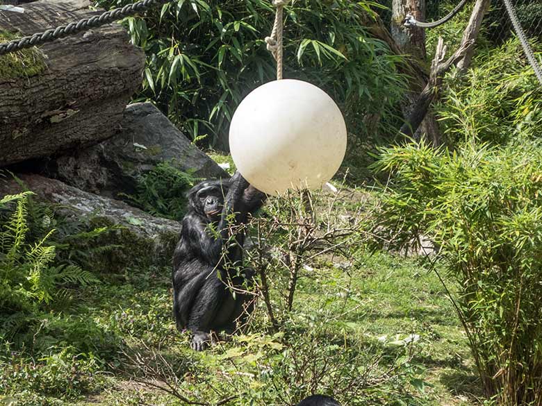 Bonobo-Männchen am 19. Juli 2020 auf der Außenanlage am Menschenaffen-Haus im Wuppertaler Zoo
