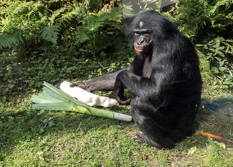 Bonobo-Männchen am 19. Juli 2020 auf der Außenanlage am Menschenaffen-Haus im Grünen Zoo Wuppertal