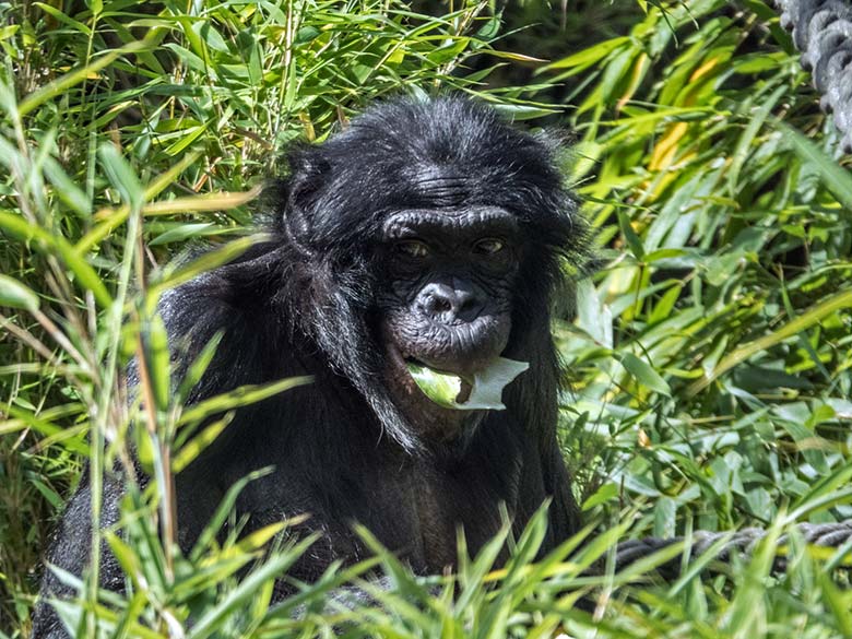 Bonobo am 19. Juli 2020 auf der Außenanlage am Menschenaffen-Haus im Zoologischen Garten Wuppertal