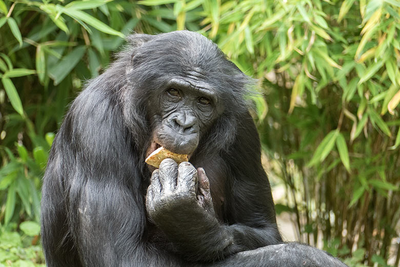 Männlicher Bonobo BILI am 9. August 2020 auf der Außenanlage am Menschenaffen-Haus im Zoologischen Garten Wuppertal