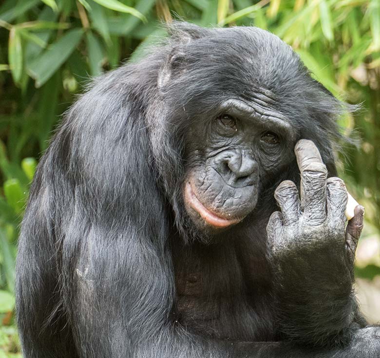 Männlicher Bonobo BILI am 9. August 2020 auf der Außenanlage am Menschenaffen-Haus im Wuppertaler Zoo