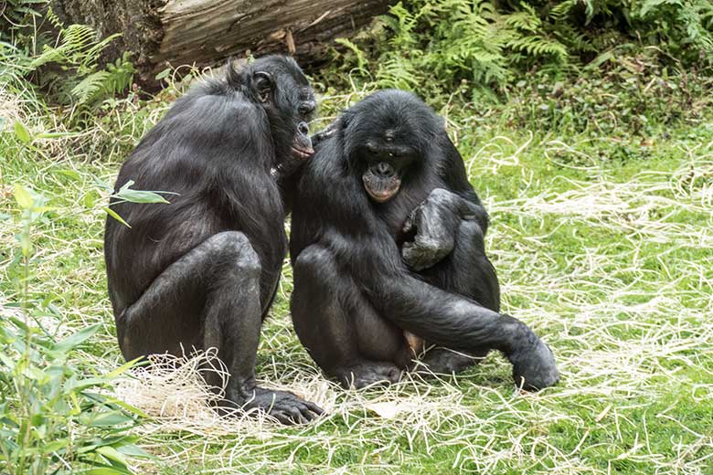 Bonobos am 29. August 2020 auf der Außenanlage am Menschenaffen-Haus im Grünen Zoo Wuppertal