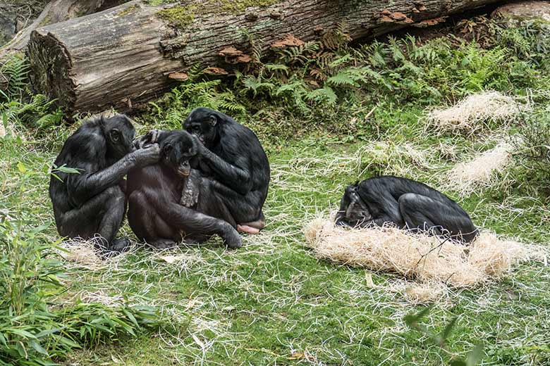 Bonobos am 29. August 2020 auf der Außenanlage am Menschenaffen-Haus im Wuppertaler Zoo