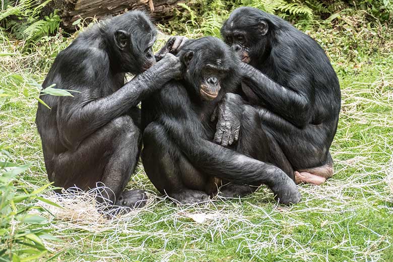 Bonobos am 29. August 2020 auf der Außenanlage am Menschenaffen-Haus im Zoo Wuppertal