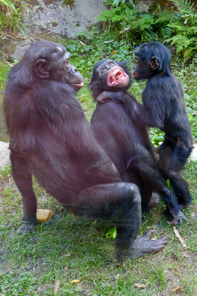 Bonobo-Weibchen EJA mit den Jungtieren AYUBU und BAKARI am 18. September 2020 auf der Außenanlage am Menschenaffen-Haus im Zoologischen Garten der Stadt Wuppertal