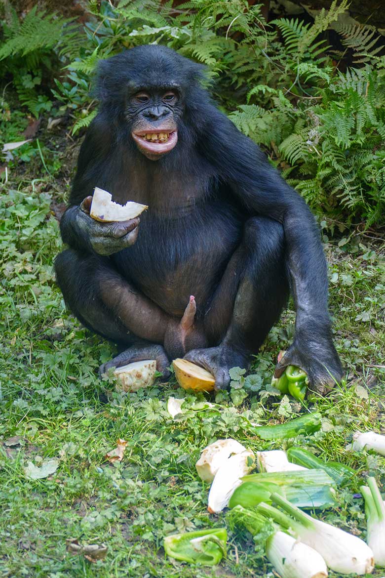Männliches Bonobo-Jungtier AZIBO am 18. September 2020 auf der Außenanlage am Menschenaffen-Haus im Wuppertaler Zoo