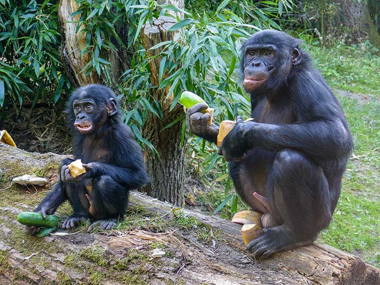 Männliche Bonobo-Jungtiere BAKARI und AZIBO am 18. September 2020 auf der Außenanlage am Menschenaffen-Haus im Zoo Wuppertal