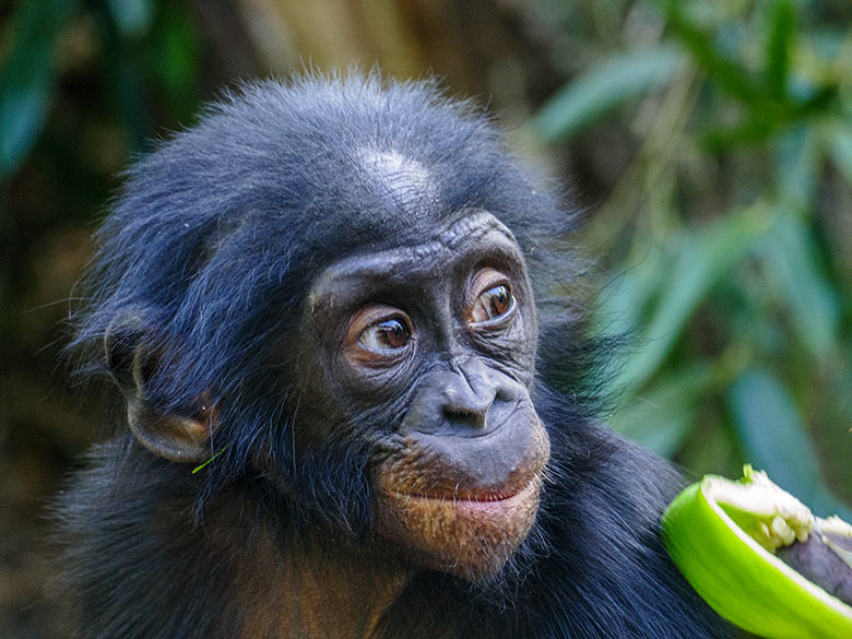 Männliches Bonobo-Jungtier BAKARI am 18. September 2020 auf der Außenanlage am Menschenaffen-Haus im Grünen Zoo Wuppertal