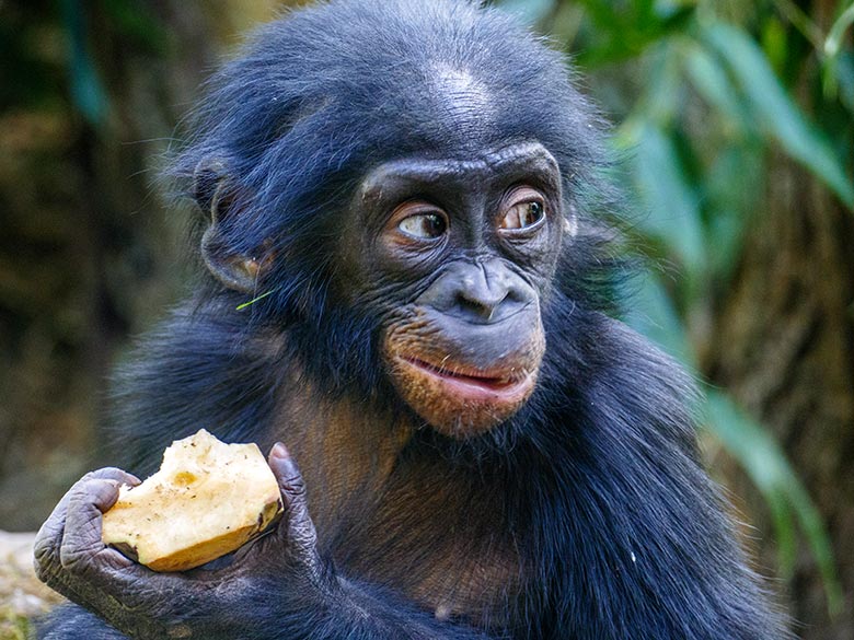 Männliches Bonobo-Jungtier BAKARI am 18. September 2020 auf der Außenanlage am Menschenaffen-Haus im Wuppertaler Zoo