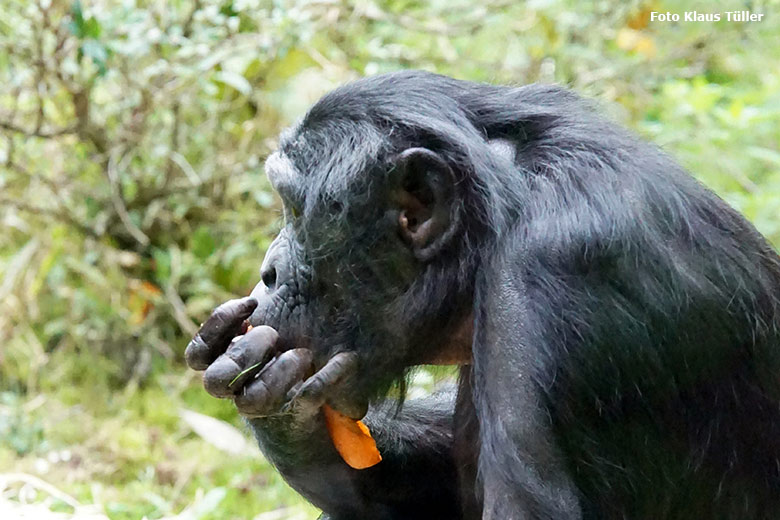 Bonobo am 30. September 2020 auf der Außenanlage am Menschenaffen-Haus im Grünen Zoo Wuppertal (Foto Klaus Tüller)