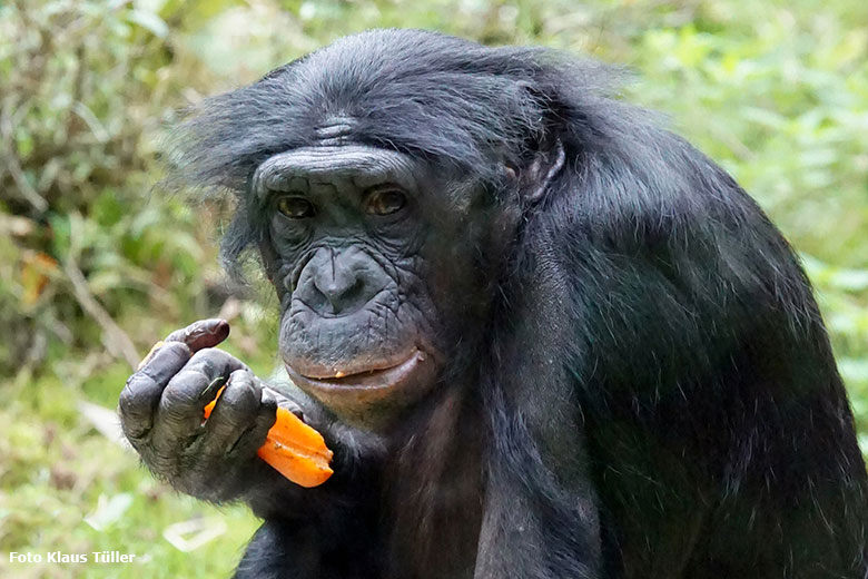 Bonobo am 30. September 2020 auf der Außenanlage am Menschenaffen-Haus im Zoologischen Garten der Stadt Wuppertal (Foto Klaus Tüller)