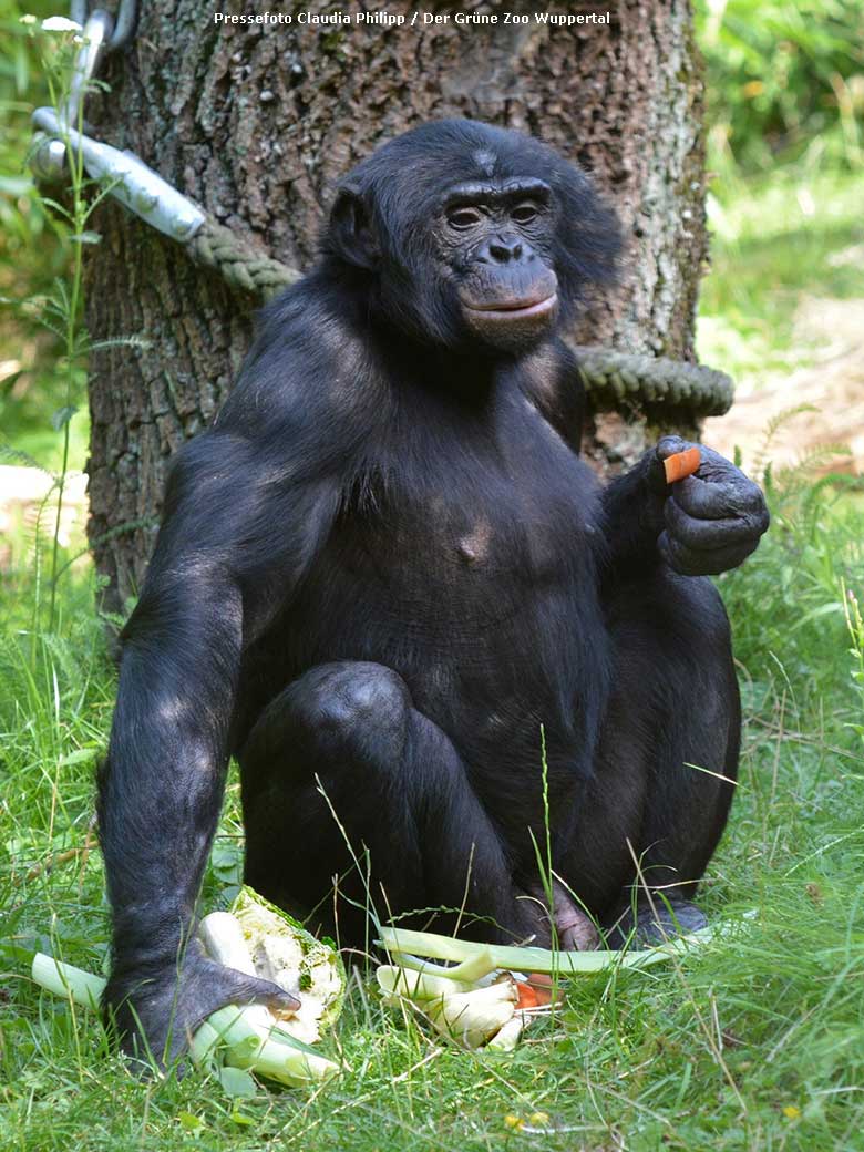 Männlicher Bonobo BIROGU auf der Außenanlage am Menschenaffen-Haus im Grünen Zoo Wuppertal (Pressefoto Claudia Philipp - Der Grüne Zoo Wuppertal)