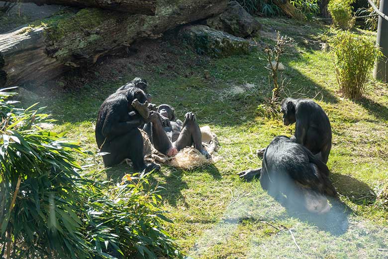 Bonobo-Gruppe am 31. März 2021 auf der Außenanlage am Menschenaffen-Haus im Grünen Zoo Wuppertal