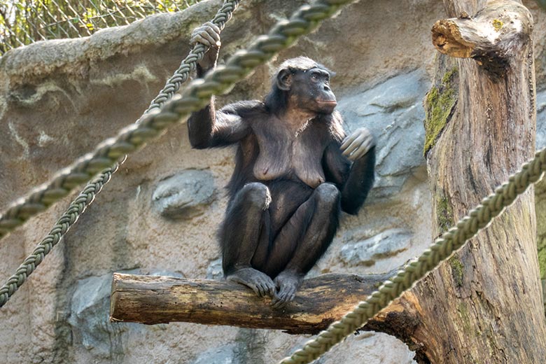 Bonobo-Weibchen EJA am 1. April 2021 auf der Außenanlage am Menschenaffen-Haus im Wuppertaler Zoo