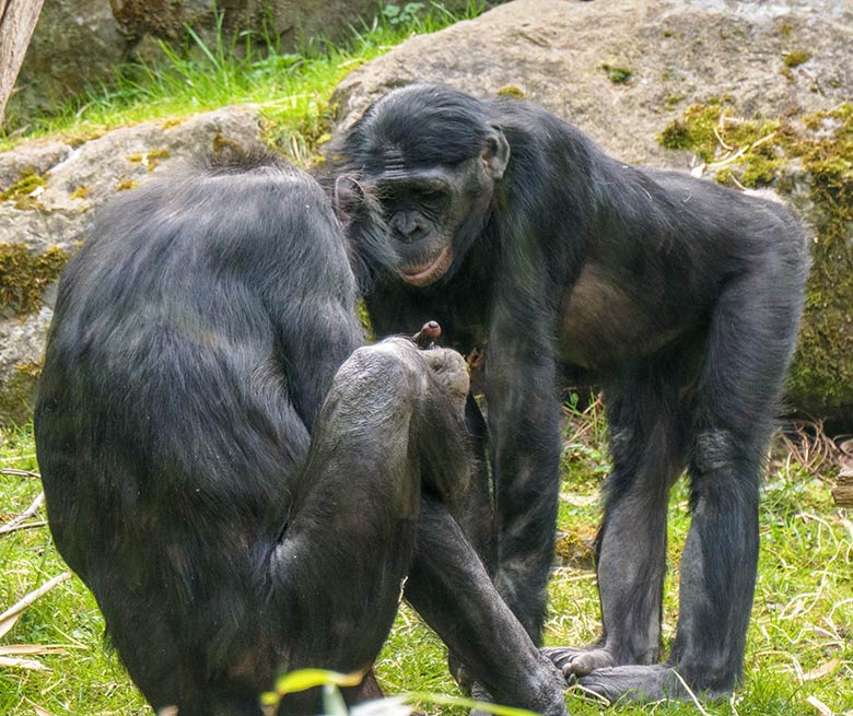 Bonobos am 1. Mai 2021 auf der Außenanlage am Menschenaffen-Haus im Zoologischen Garten Wuppertal