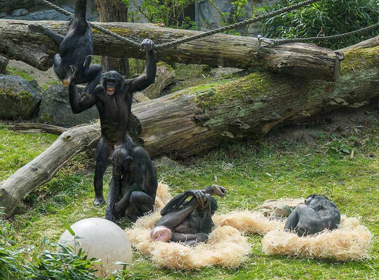 Bonobos am 1. Mai 2021 auf der Außenanlage am Menschenaffen-Haus im Zoo Wuppertal