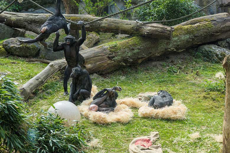 Bonobos am 1. Mai 2021 auf der Außenanlage am Menschenaffen-Haus im Wuppertaler Zoo