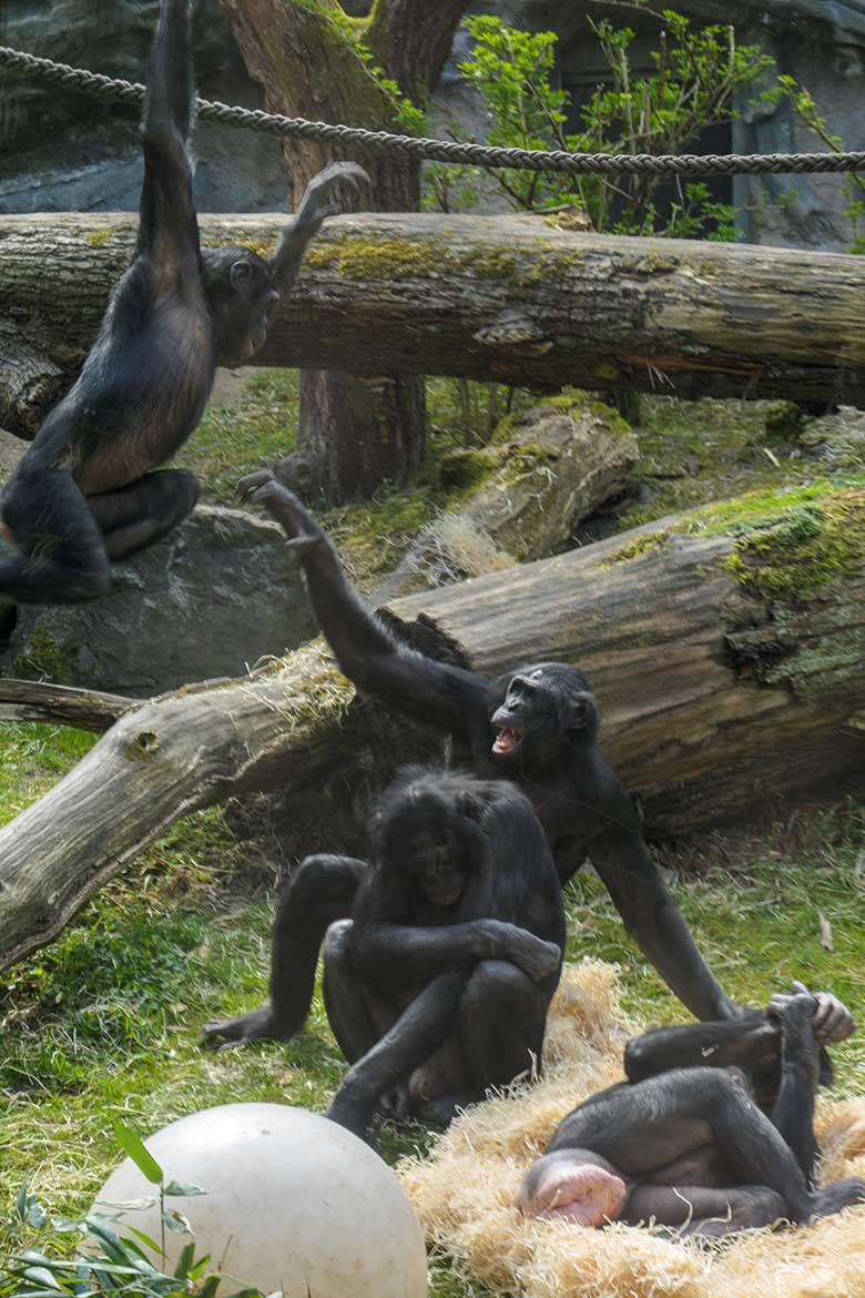 Bonobos am 1. Mai 2021 auf der Außenanlage am Menschenaffen-Haus im Zoologischen Garten der Stadt Wuppertal