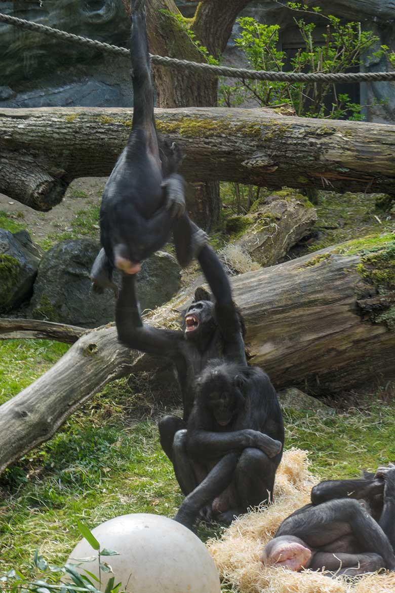 Bonobos am 1. Mai 2021 auf der Außenanlage am Menschenaffen-Haus im Zoo Wuppertal