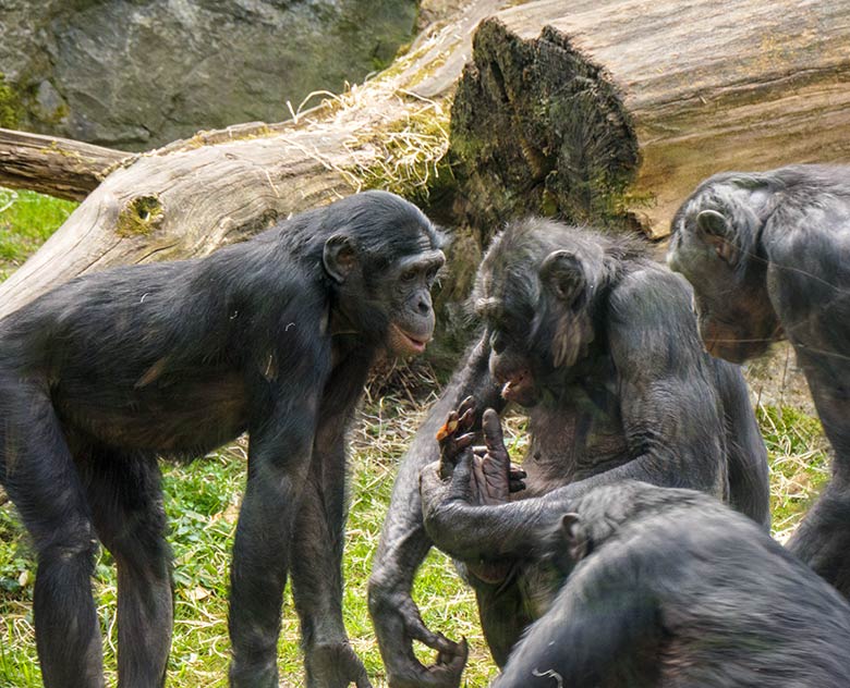 Bonobos am 1. Mai 2021 auf der Außenanlage am Menschenaffen-Haus im Grünen Zoo Wuppertal