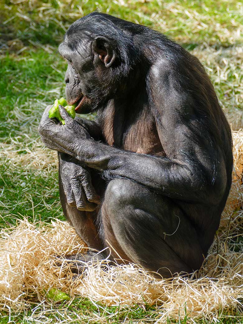 Bonobo am 9. Mai 2021 auf der Außenanlage am Menschenaffen-Haus im Wuppertaler Zoo