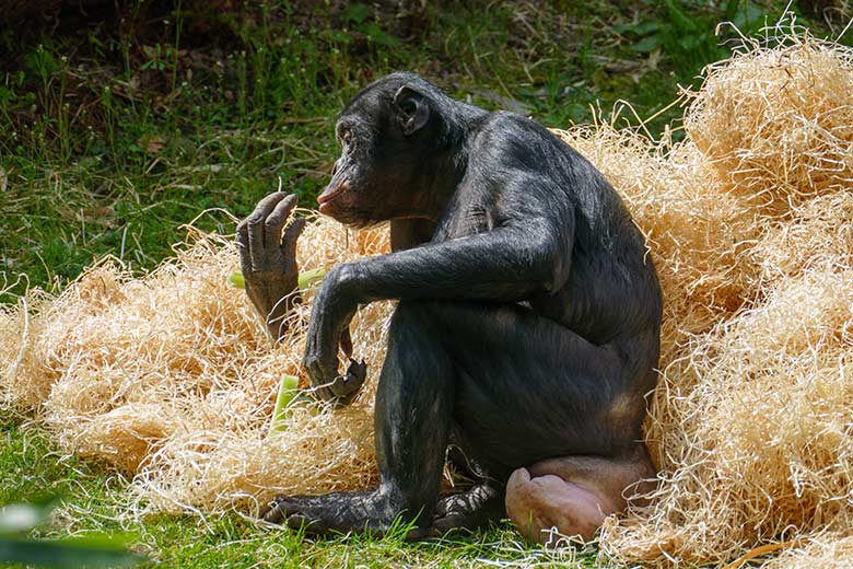 Bonobo am 9. Mai 2021 auf der Außenanlage am Menschenaffen-Haus im Zoologischen Garten der Stadt Wuppertal