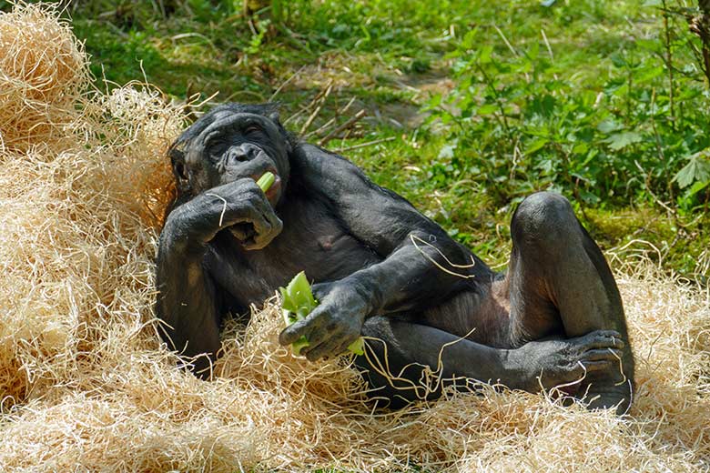 Bonobo am 9. Mai 2021 auf der Außenanlage am Menschenaffen-Haus im Zoo Wuppertal