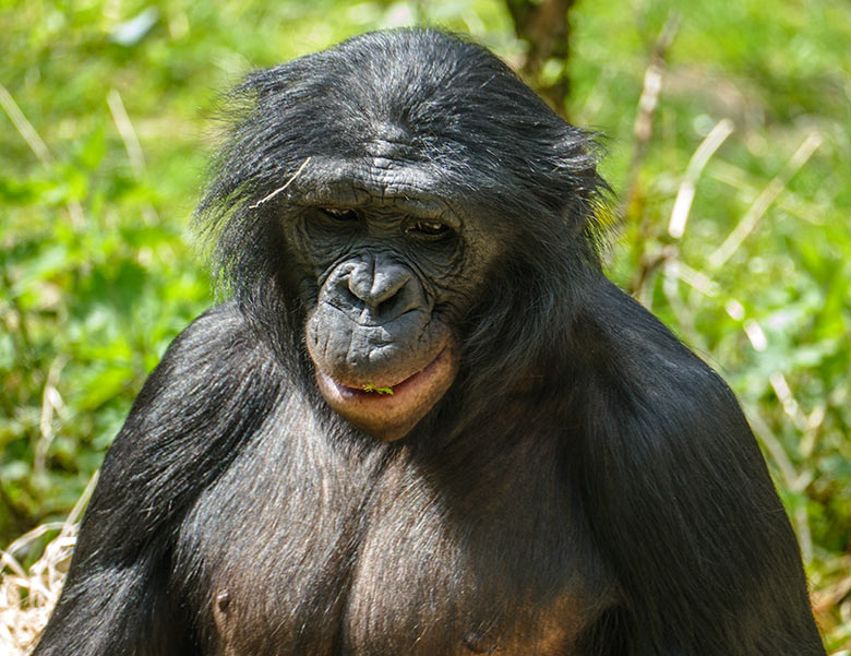 Bonobo am 9. Mai 2021 auf der Außenanlage am Menschenaffen-Haus im Grünen Zoo Wuppertal